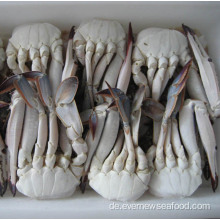 leckere frisch gefrorene, halb geschnittene blaue schwimmende Krabbe